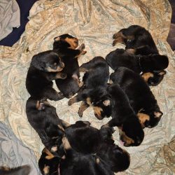 Puppies born 01202024