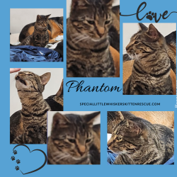Phantom (1)