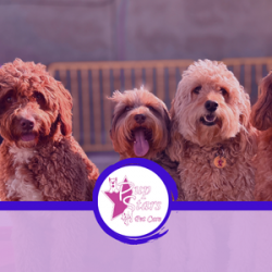 Copy of PupStars Pet Care