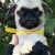 TOOTSIE @ 8 WKS  #1