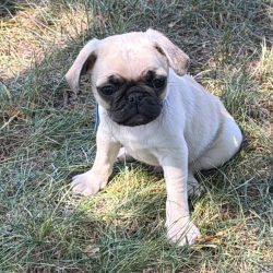 ROLO @ 8 WKS #5