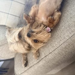 ssparky