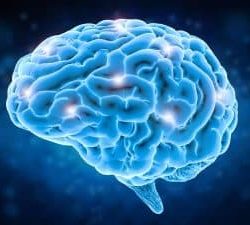 Brain-300x225