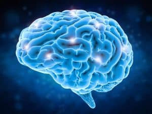 Brain-300x225 Brain-300x225