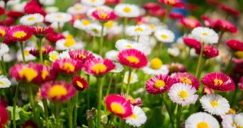 Choosing Low Maintenance Plants