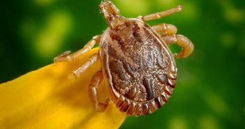 How to Get Rid of Warm Weather Insects Safely