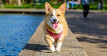 Keep Pets Cool, Comfortable, And Safe This Summer