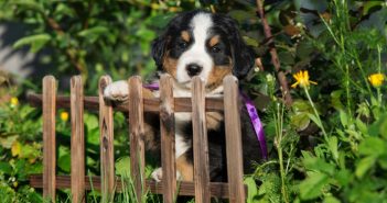 Great Fencing Options For Dog Owners