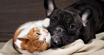How to Introduce a New Pet to Existing Pets