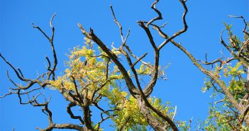How to Tell If Trees On Your Property Are Dying