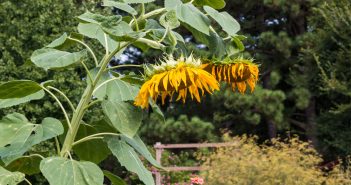 Help Plants Survive Sizzling Summer Heat