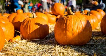 How to Pick the Perfect Pumpkin