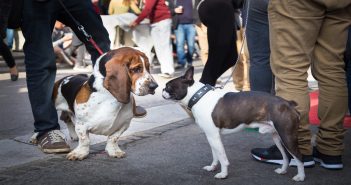Pet Etiquette Tips for Outdoor Events
