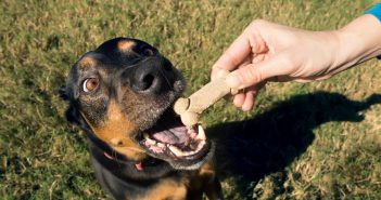 DIY Dog Treats Your Pet Will Love