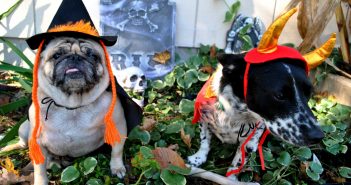 DIY Pet Costume Ideas