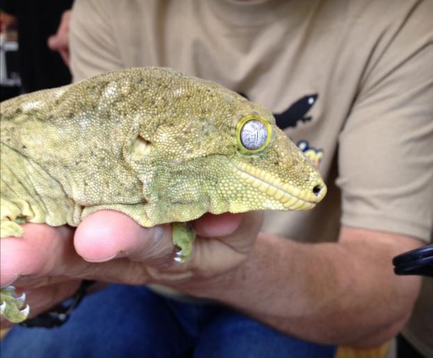 The Long Island Reptile Expo