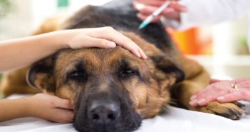Treating and Preventing Canine Lymphoma
