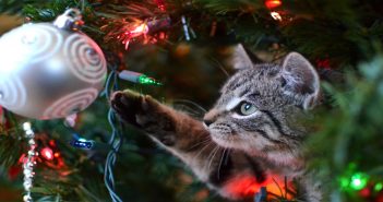 The Best Tips for Pet Proofing a Christmas Tree