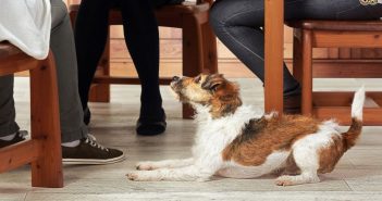 Thanksgiving Safety Tips for Pets