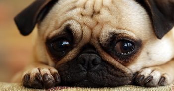 Tips for Boarding Your Pet This Holiday Season