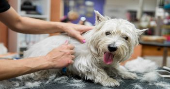Tips for Grooming Dogs for Winter Weather