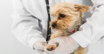 How to Manage the Cost of Pet Care while Saving Money