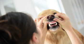 Tips for Keeping your Pet’s Teeth Healthy
