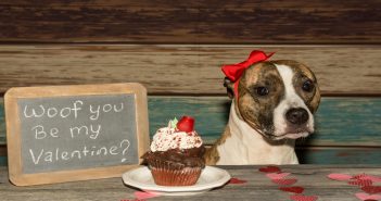 Pet Valentine’s Day Gift Ideas