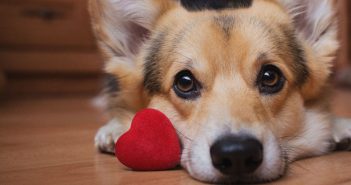 Pet Valentine’s Day Gift Ideas