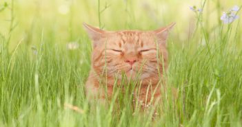 Signs Your Cat Has Spring Fever