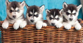 Ways to Spoil Your Pet on National Puppy Day