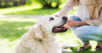 Ways to Prepare for Emergency Pet Care