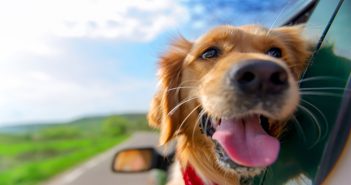 Tips for Keeping Your Canine Cool