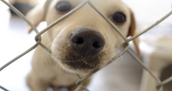 Things to Know Before Adopting a Rescue Dog