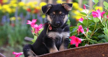 Keeping Your Pet Safe from Poisonous Plants this Spring