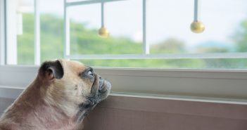 How to Protect Your Pets during Summer Fireworks