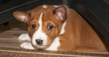 Fireworks Safety for Dogs