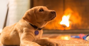 Pet Fire Safety Tips