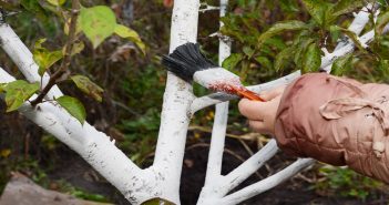 How to Protect Your Garden from Sunscald