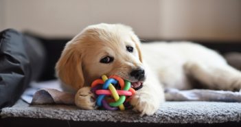 How to Keep your Dog’s Beds, Bowls and Toys Clean