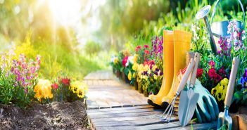 Best Flowers to Plant in Your Fall Garden