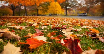 Fall Yard Cleanup Tips