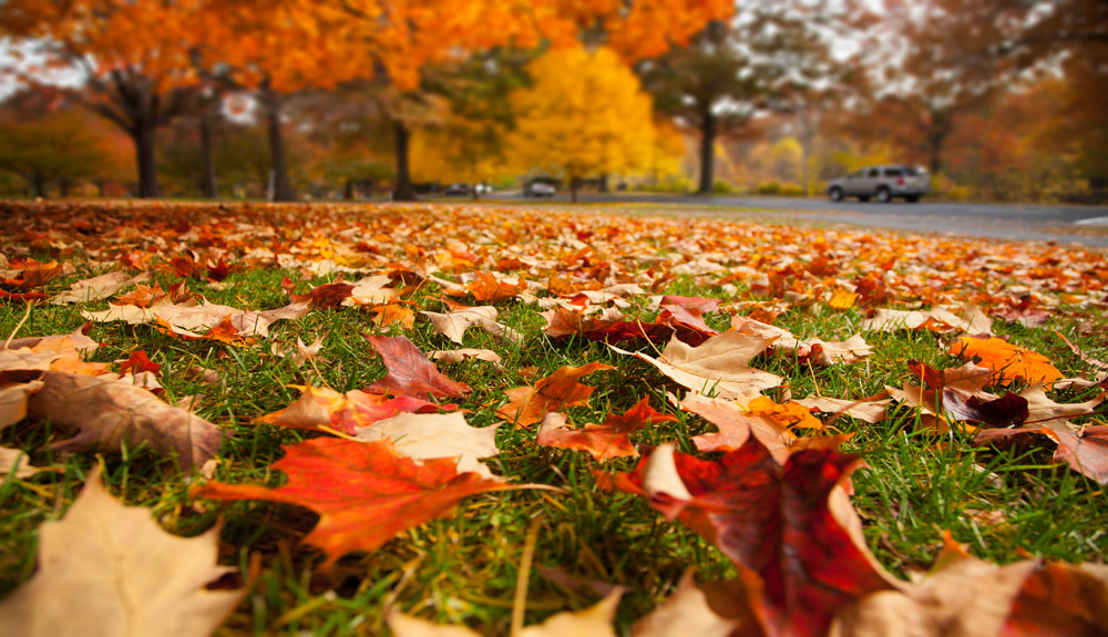Fall Yard Cleanup Tips