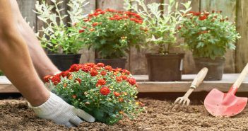 How to Take Care of Fall Mums