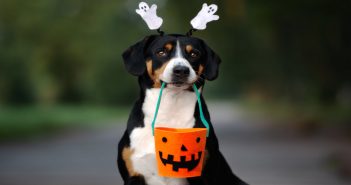 Seasonal Safety Tips for Pets