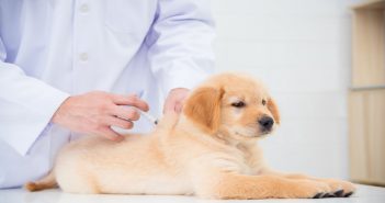 Tips for Preventing & Treating Canine Lymphoma