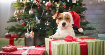 Smart Ways to Pet-Proof a Christmas Tree