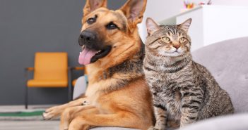 Reasons to Spay or Neuter Your Pets