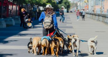 Ways to Start Pet-Sitting