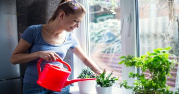 Best Plants to Purify Your Air